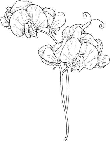 Sweet Pea Coloring Page